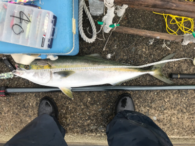 はじめてのブリ