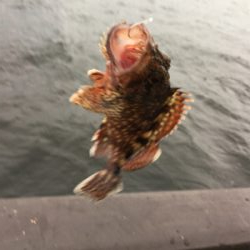 シラサエビでアコウ