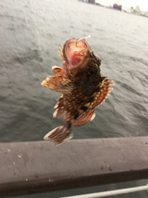 シラサエビでアコウ