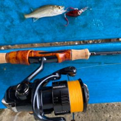 ハゼクラにどハマり