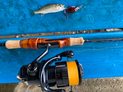 ハゼクラにどハマり