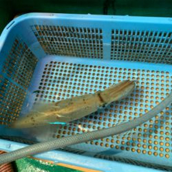 若狭湾でイカ釣り