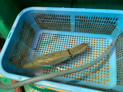 若狭湾でイカ釣り