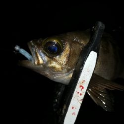 メバリング@貝塚