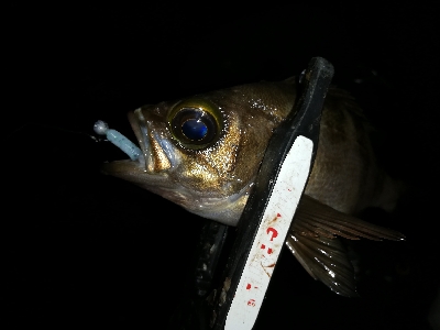 メバリング@貝塚