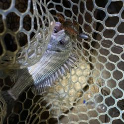 淀川ブリームゲーム