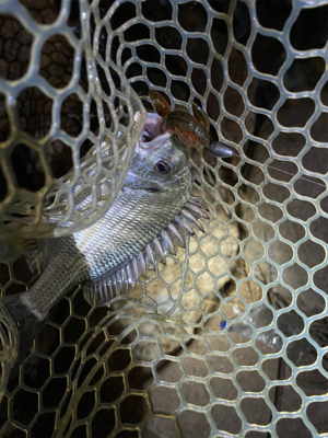 淀川ブリームゲーム