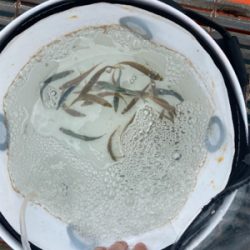 さびき入れ食い