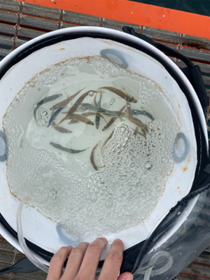 さびき入れ食い