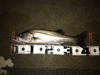 PLEX85ありがとう！