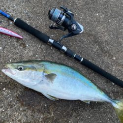 久しぶりの青物