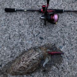 仕事帰りのエギング！