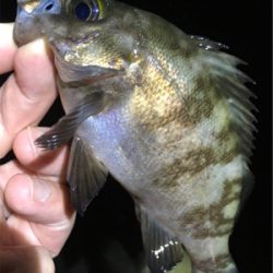 明石で梅雨メバル