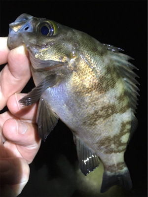 明石で梅雨メバル