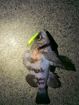 ロックフィッシュ！