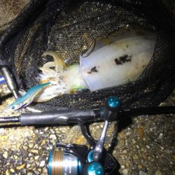 潮の変化でアオリイカGET＼(^o^)／