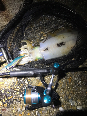 潮の変化でアオリイカGET＼(^o^)／