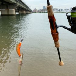 ハゼクラ　淀川