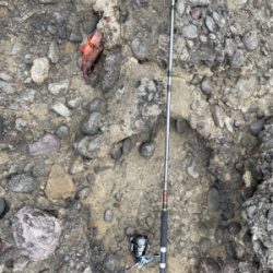 青物は出現せず。