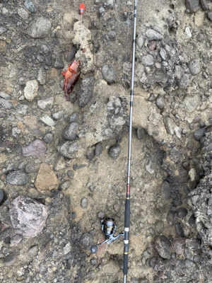 青物は出現せず。