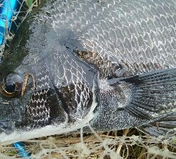 『釣りデビュー❤』179日目✨