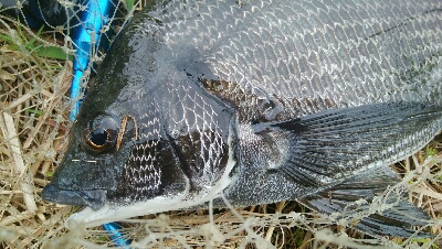 『釣りデビュー❤』179日目✨