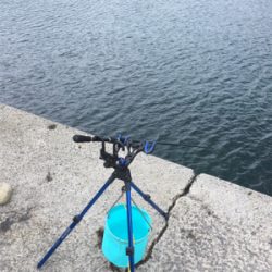 2021年初の春イカ