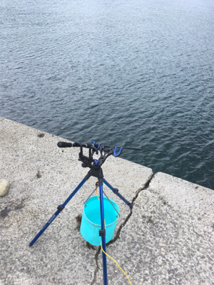 2021年初の春イカ