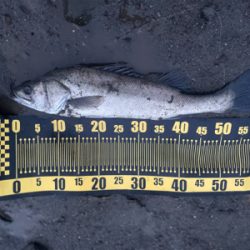 マイクロベイトパターン