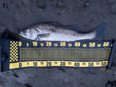 マイクロベイトパターン