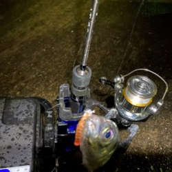 最近投稿ないので投稿南港アジング