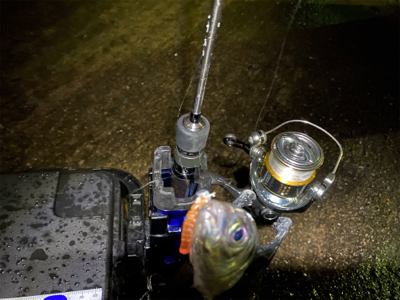 最近投稿ないので投稿南港アジング