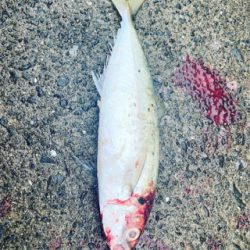 ヒラメ、尺アジ