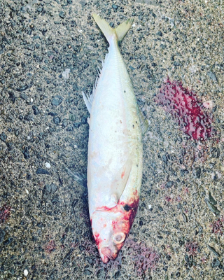 ヒラメ、尺アジ