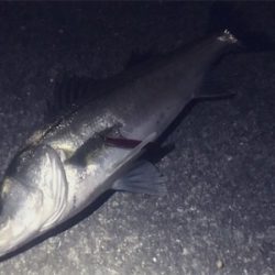 バチパターン終わり気味？