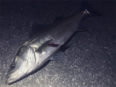 バチパターン終わり気味？