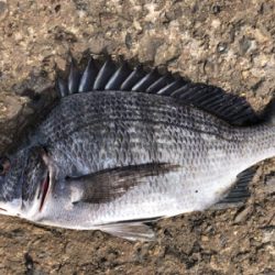 コブダイからのチヌ