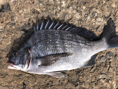 コブダイからのチヌ