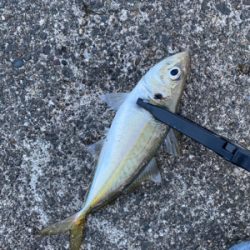 ライト五目釣り