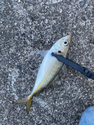 ライト五目釣り