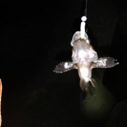 メバリング@泉南