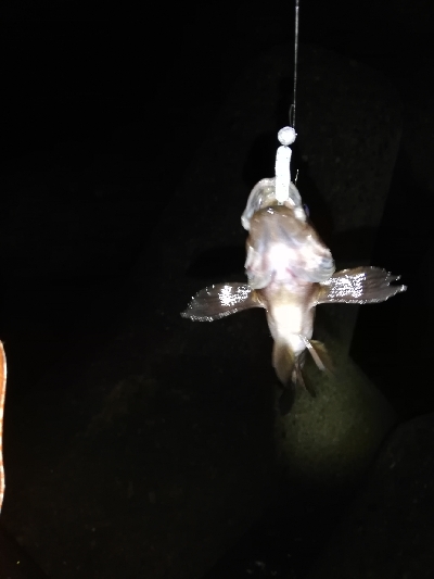 メバリング@泉南