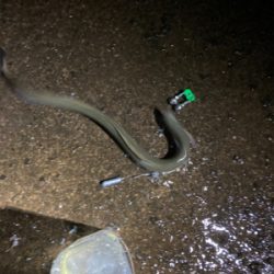 今年初の天然うなぎをゲット！！