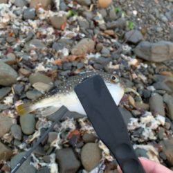 父の日のライトゲーム