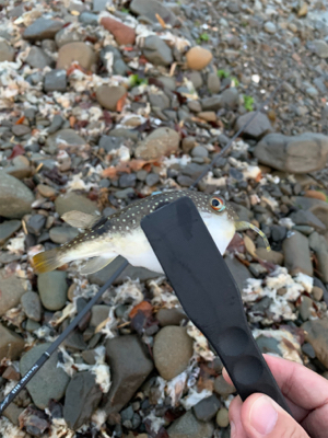 父の日のライトゲーム