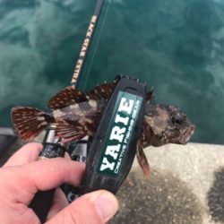 アオリイカを求めて