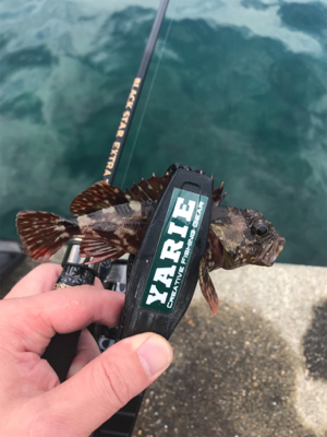 アオリイカを求めて