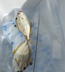 アジ釣り、キス釣り