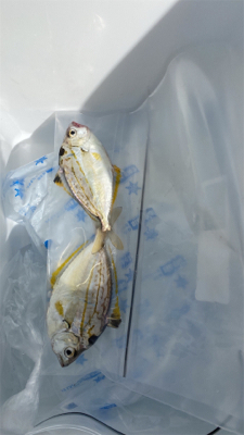 アジ釣り、キス釣り