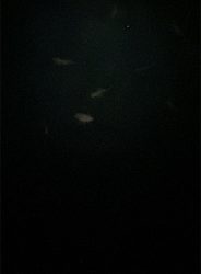 鯖だらけ時々メバル